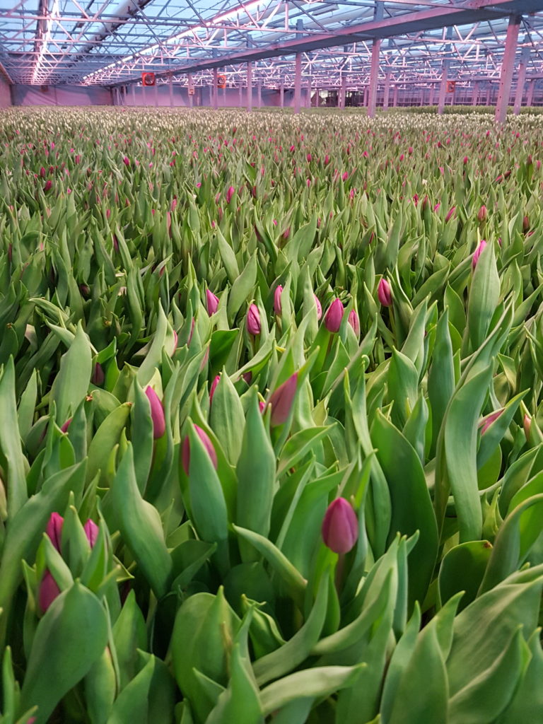 De norske tulipanprodusentene støtter Modum Bad med 300 tulipanløk