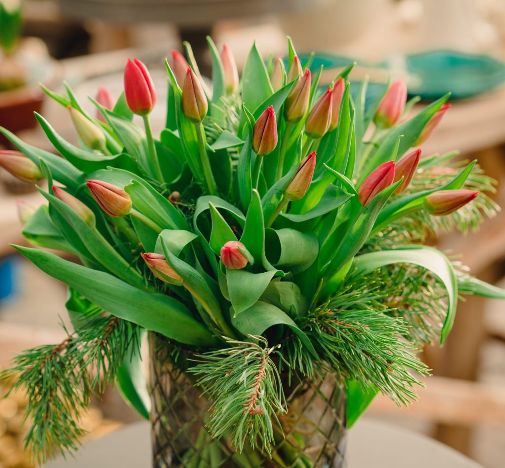 Slik får du julefine tulipaner som varer