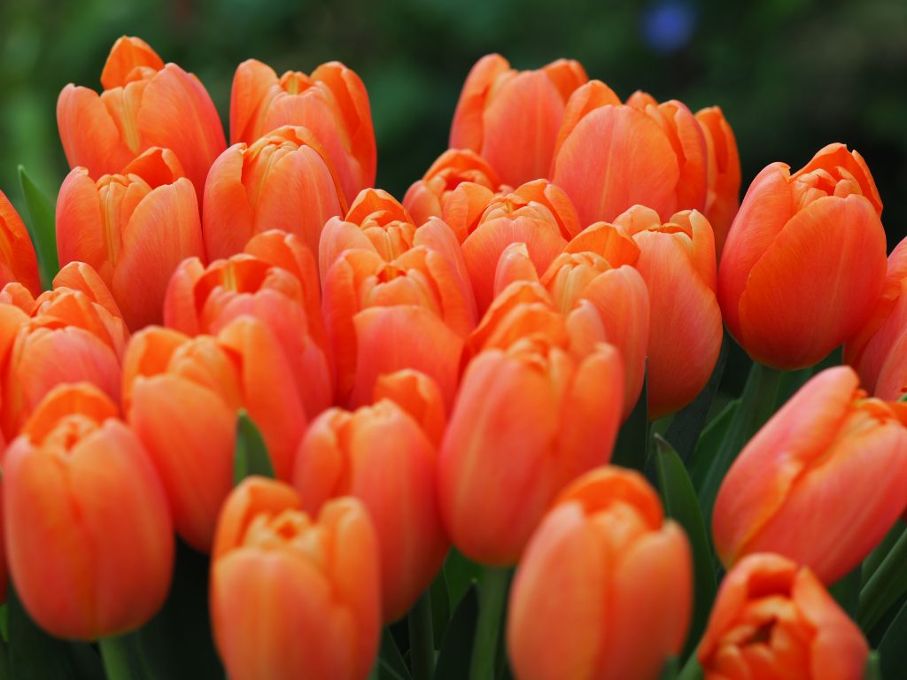 Aprikosfargede tulipaner