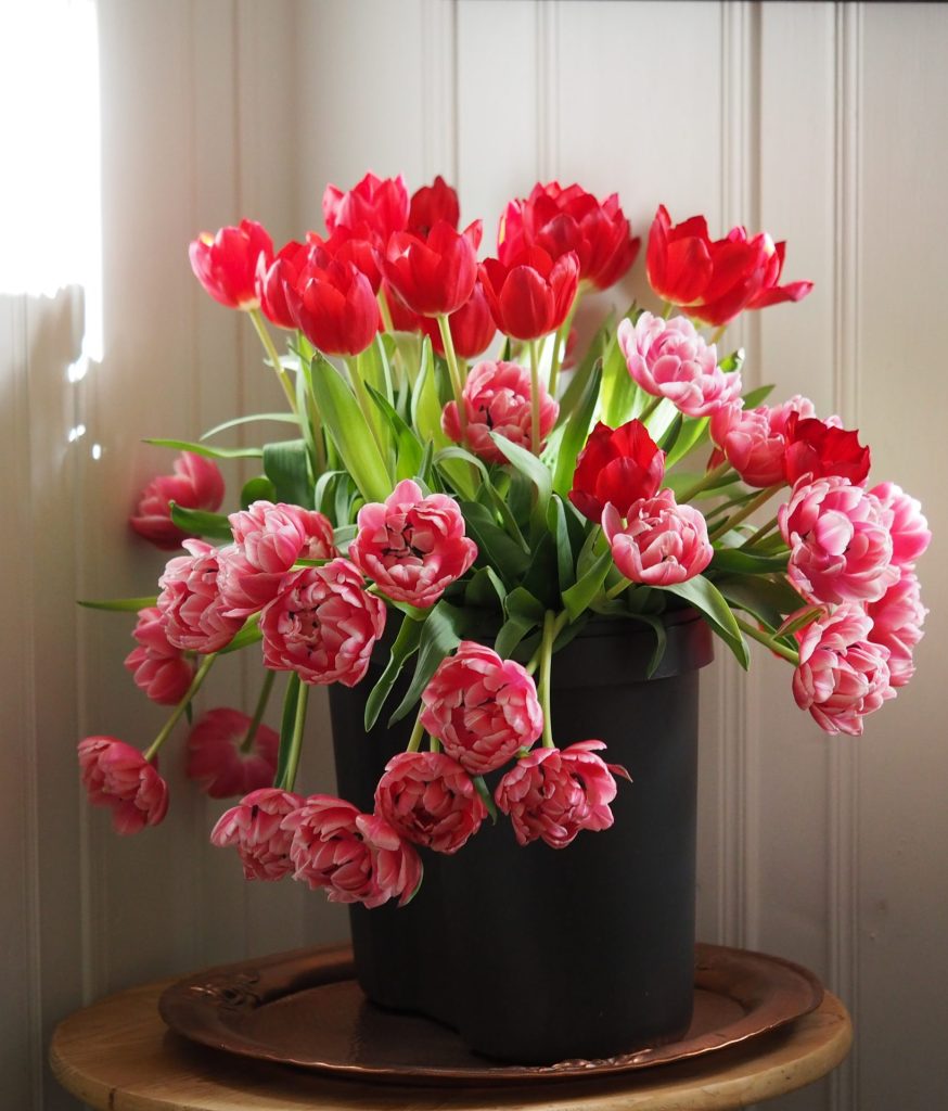 Bukett med tulipaner