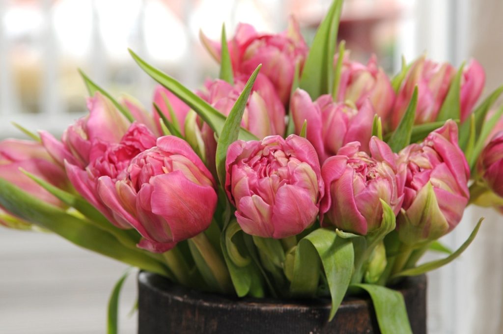 Norskdyrkede, fylte tulipaner