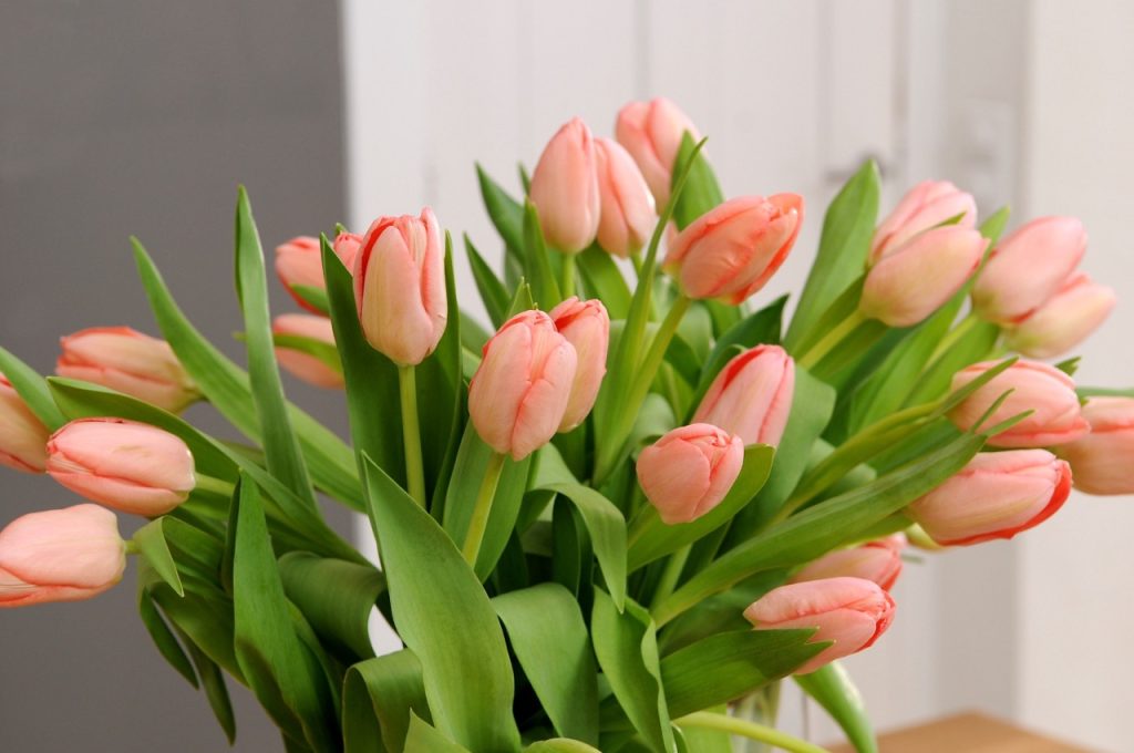 Nå er norske tulipaner i sesong –  finn din favoritt!